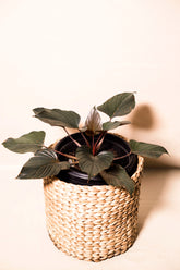 Homalomena ardua